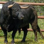 "Comediante" es el Toro enmaromado de este año