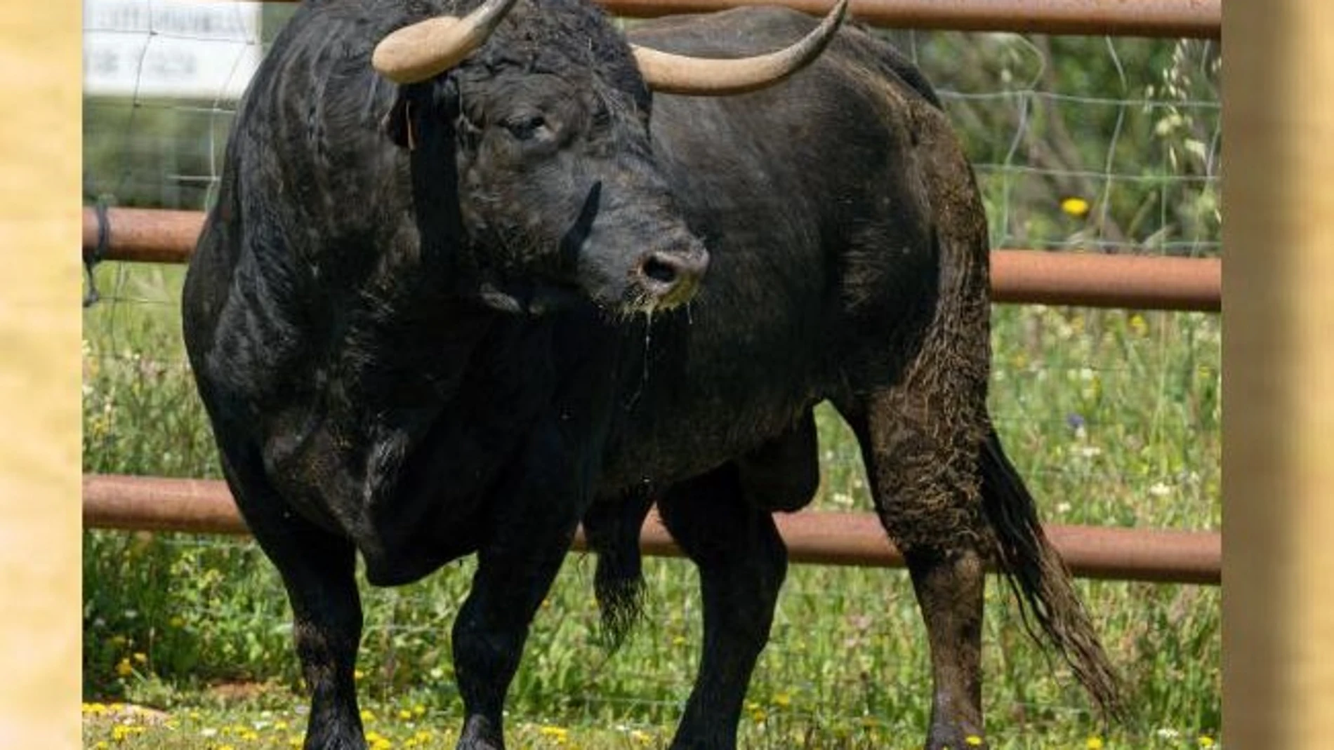 "Comediante" es el Toro enmaromado de este año