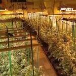 Desmantelada una macroplantación de marihuana en Madrid