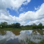 Dehesa de Torneros, en la provincia de Sevilla, tras las últimas lluvias caídas