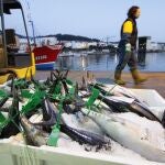  El Bonito del Norte, nombre cientifico: Thunnus alalunga. Se pesca con el arte de Currican o Cacea, es un arte muy utilizada (2/3 de la flota española), consiste en el arrastre de varias lineas de sedale