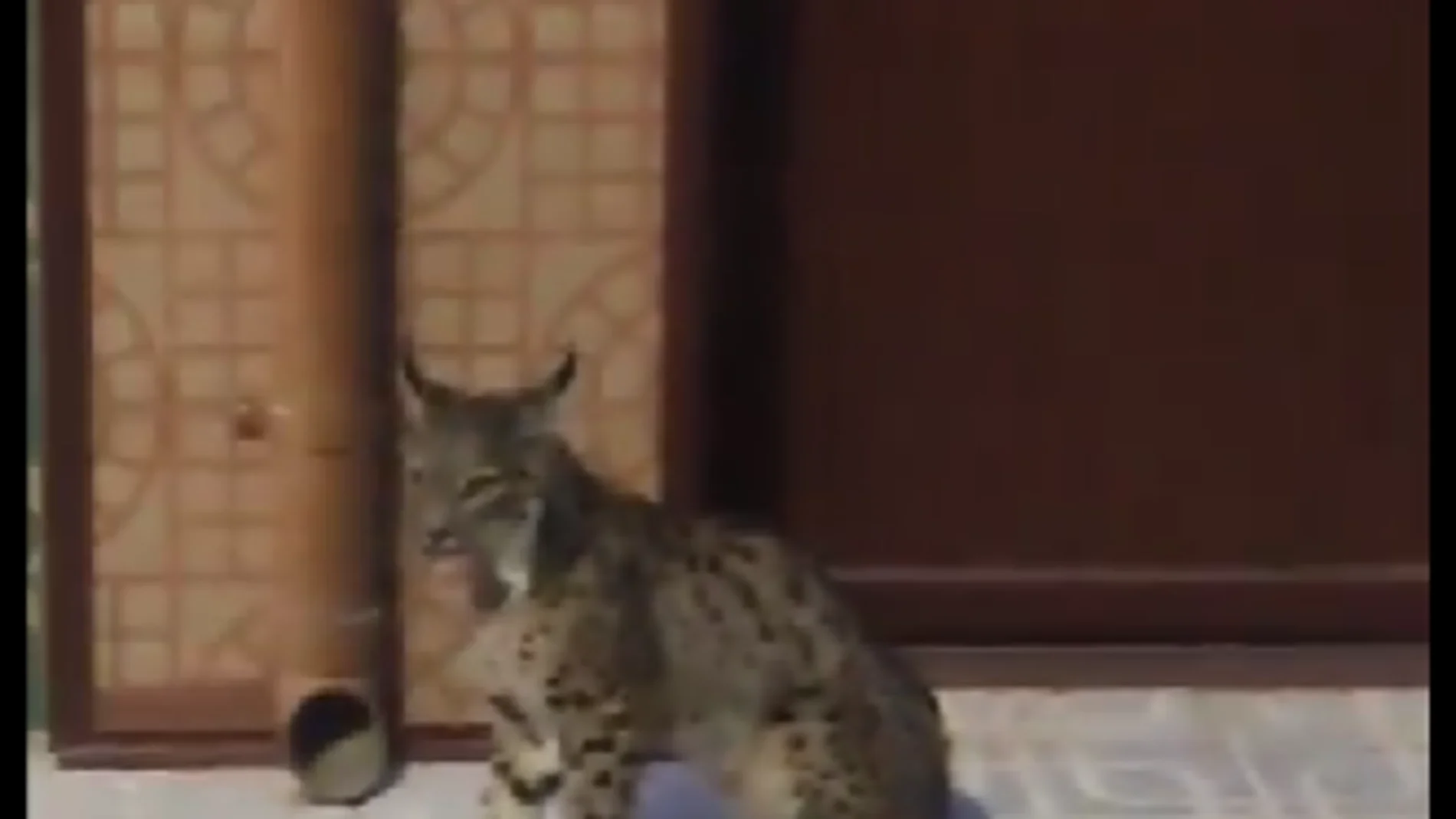 Un lince ibérico se pasea por las calles de Munera (Albacete)