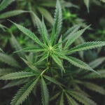 Una planta de marihuana