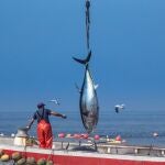 La pesca del atún tiene gran tradición en Cádiz