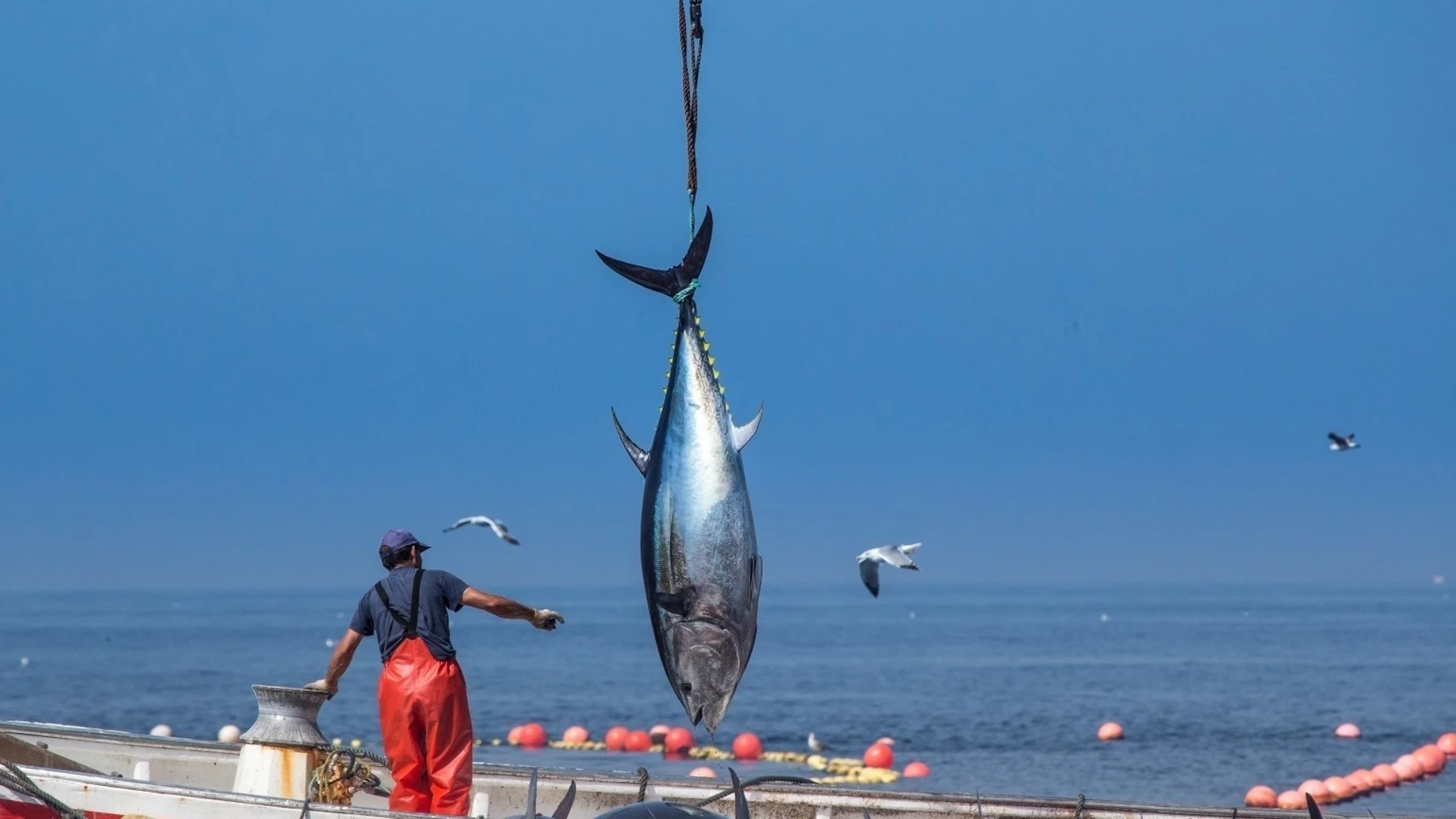 La pesca del atún tiene gran tradición en Cádiz