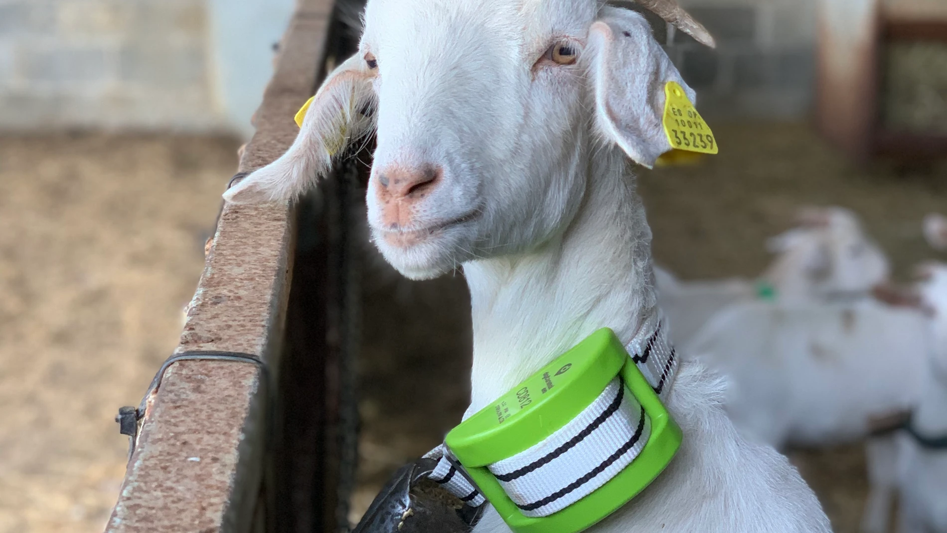 UnaBiz colabora con Digitanimal para una gestión inteligente del ganado