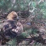 Madrid activa la webcam de la Sierra de Guadarrama: así vive una pareja de águilas calzadas
