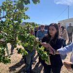 La consejera Sara Rubira comprueba los daños del granizo en árboles frutales de Bullas