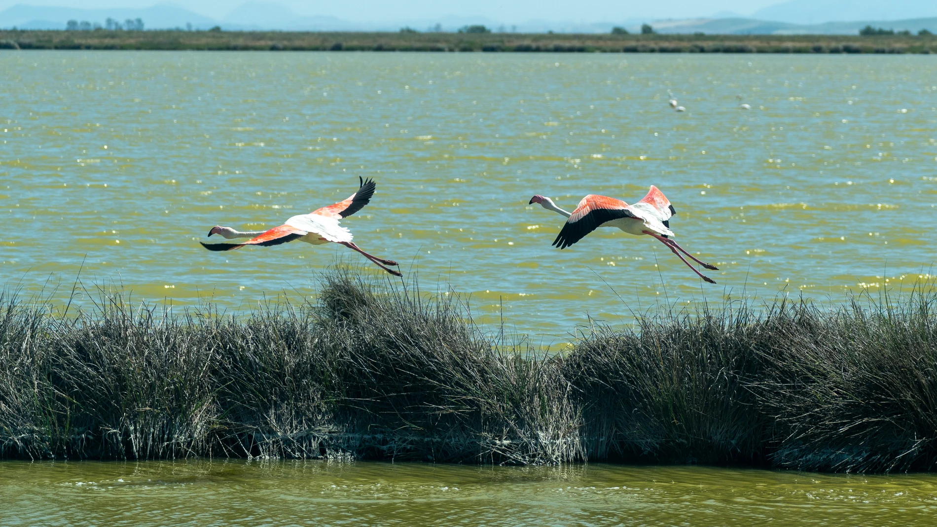 Imágenes de aves en los terrenos de la finca 'Veta la Palma', a 24 de abril de 2024, en La Puebla del Río, Sevilla (Andalucía, España). Imágenes de los terrenos adquiridos por la Junta de Andalucía con el objetivo de ampliar las hectáreas del Parque Nacional de Doñana.24 ABRIL 2024Francisco J. Olmo / Europa Press24/04/2024