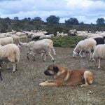 Un perro mastín vigila las ovejas de los hermanos Valle