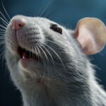 Crean el primer animal híbrido del mundo, y tiene cerebro con neuronas de dos especies