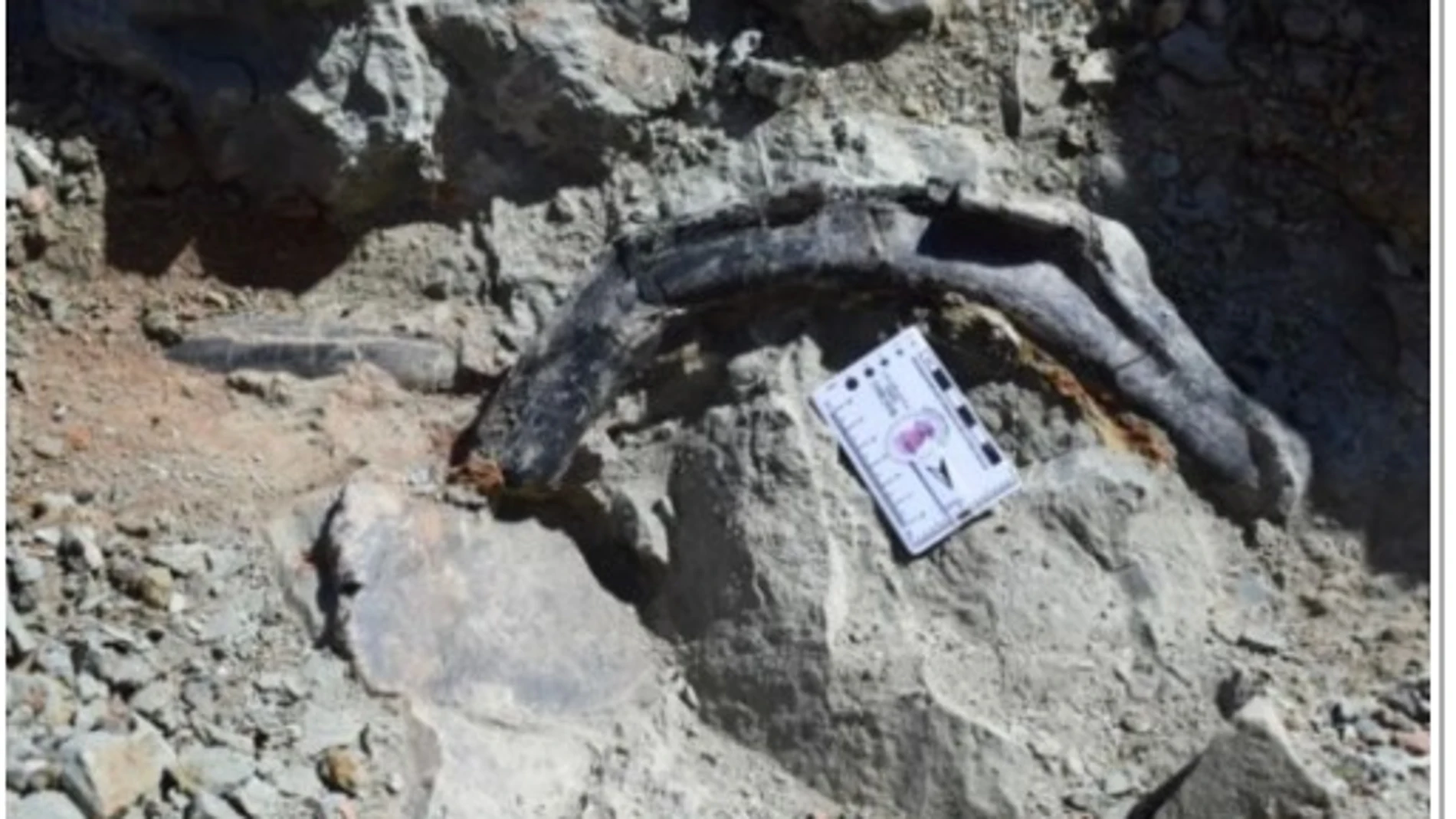 Parte de los restos hallados del nuevo dinosaurio