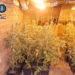Plantación de cannabis desmantelada por la Policía Nacional en Valladolid