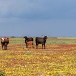 Nueva amenaza para Doñana: la Margarita Africana