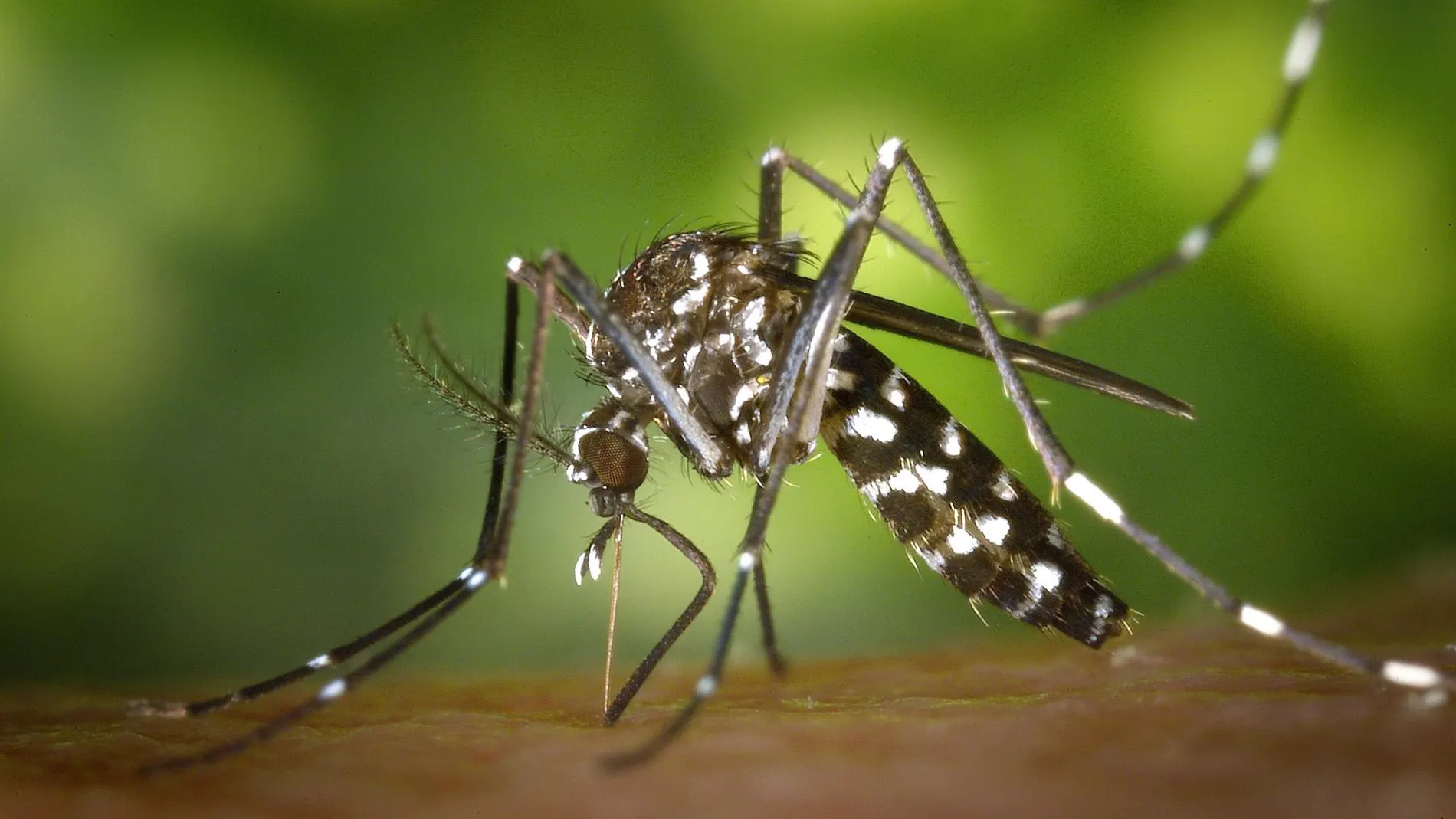 Galicia no tiene constancia de la presencia de mosquito tigre, aunque prevé su llegada tras las altas temperaturas