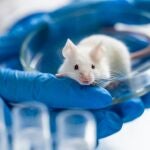 ratón de laboratorio