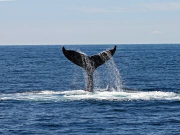 Crucero llega al puerto de Nueva York con una ballena muerta atrapada en la proa 