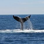 Crucero llega al puerto de Nueva York con una ballena muerta atrapada en la proa 
