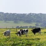 Mercadona compró 3.864 millones de euros a proveedores de Andalucía en 2023 (+13%) MÁS
