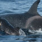 C&aacute;diz.-Sucesos.- Rescatan a dos personas tras sufrir su velero una interacci&oacute;n con orcas en aguas del Estrecho