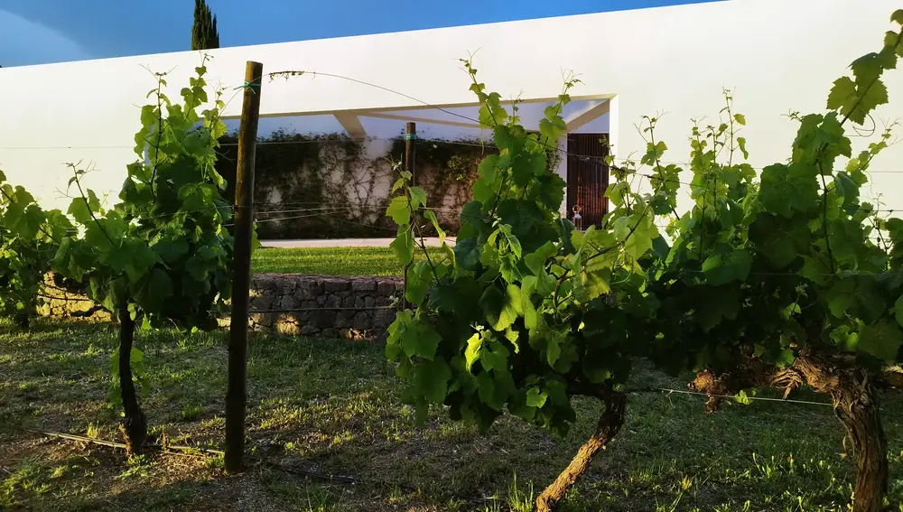 Hileras de viñedos de diferentes tipos de uva son parte del paisaje del hotel