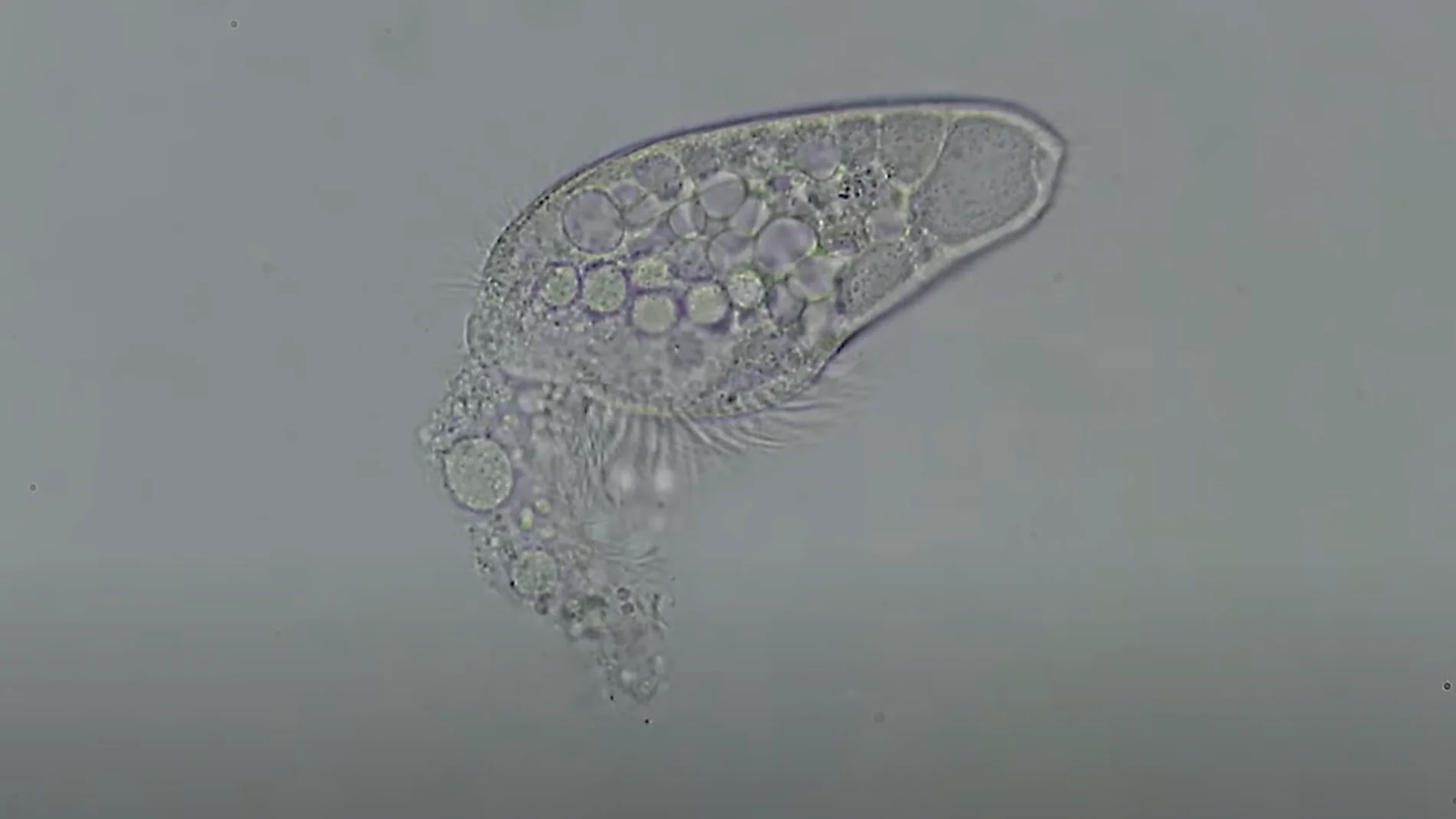 Biología