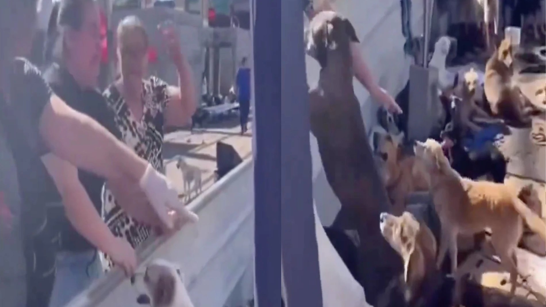 El reencuentro entre una mujer y su perro en medio de las inundaciones en Brasil