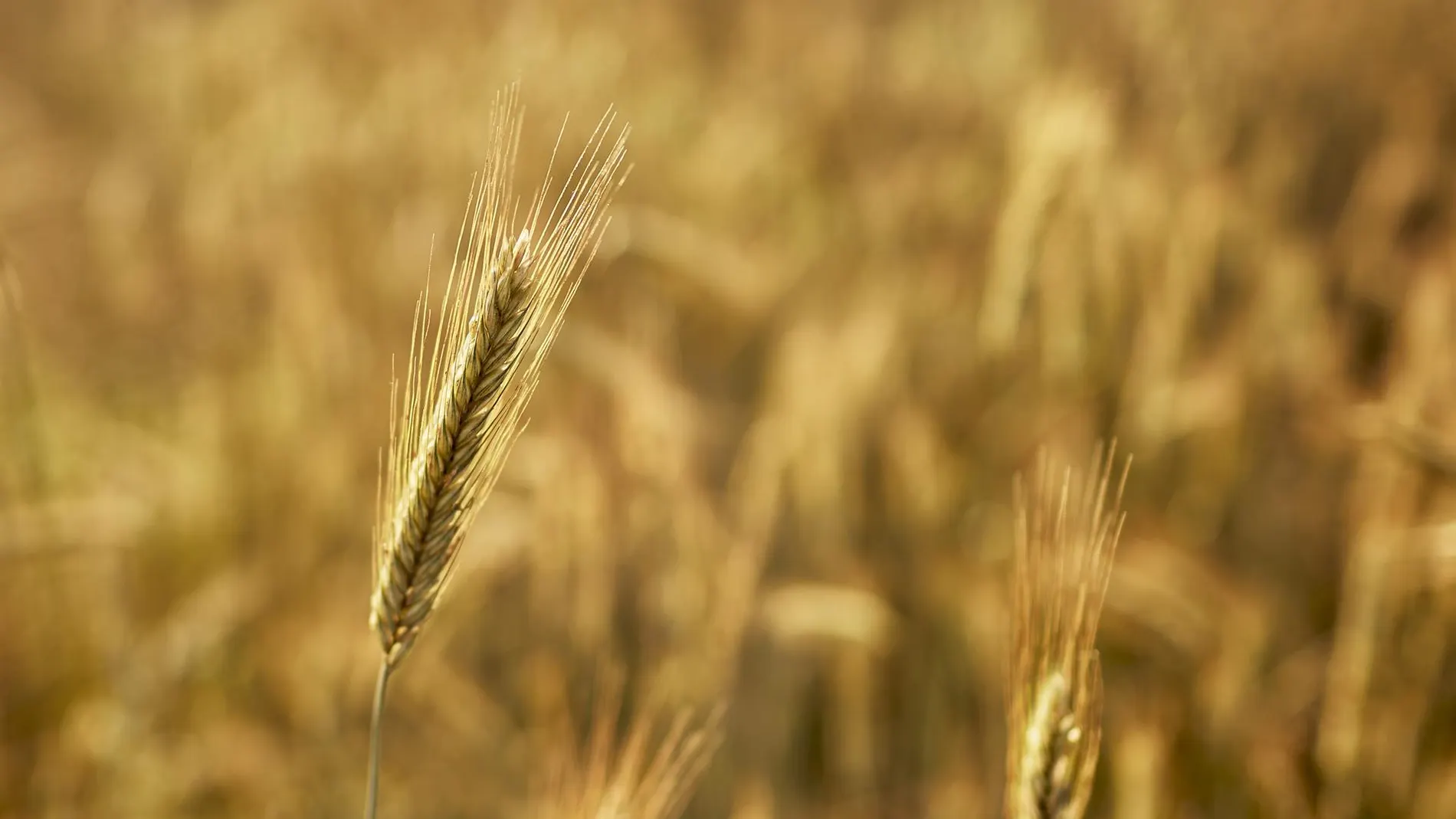 España habrá agotado todos los recursos naturales que le corresponden para este año el próximo lunes