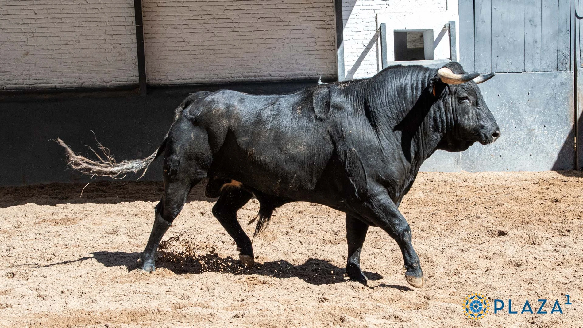 "Botinero", último toro de Pablo Hermoso de Mendoza en Madrid