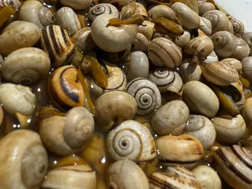 Los caracoles pueden cocinarse con diferentes recetas Los caracoles pueden cocinarse con diferentes recetas