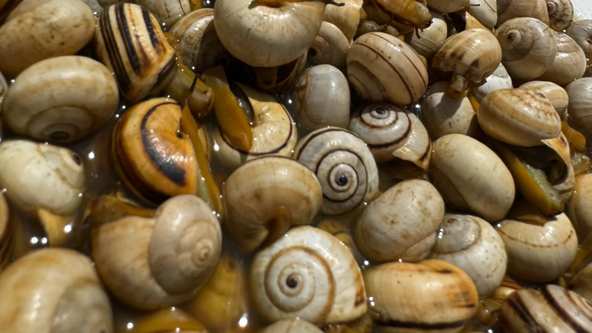 Los caracoles pueden cocinarse con diferentes recetas