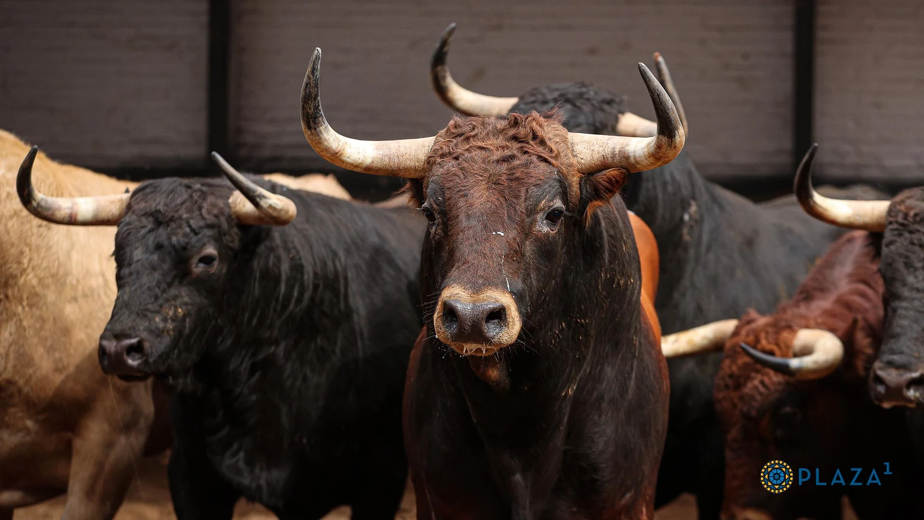 Estos son los espectaculares y variopintos novillos que serán lidiados este martes 21 en Las Ventas