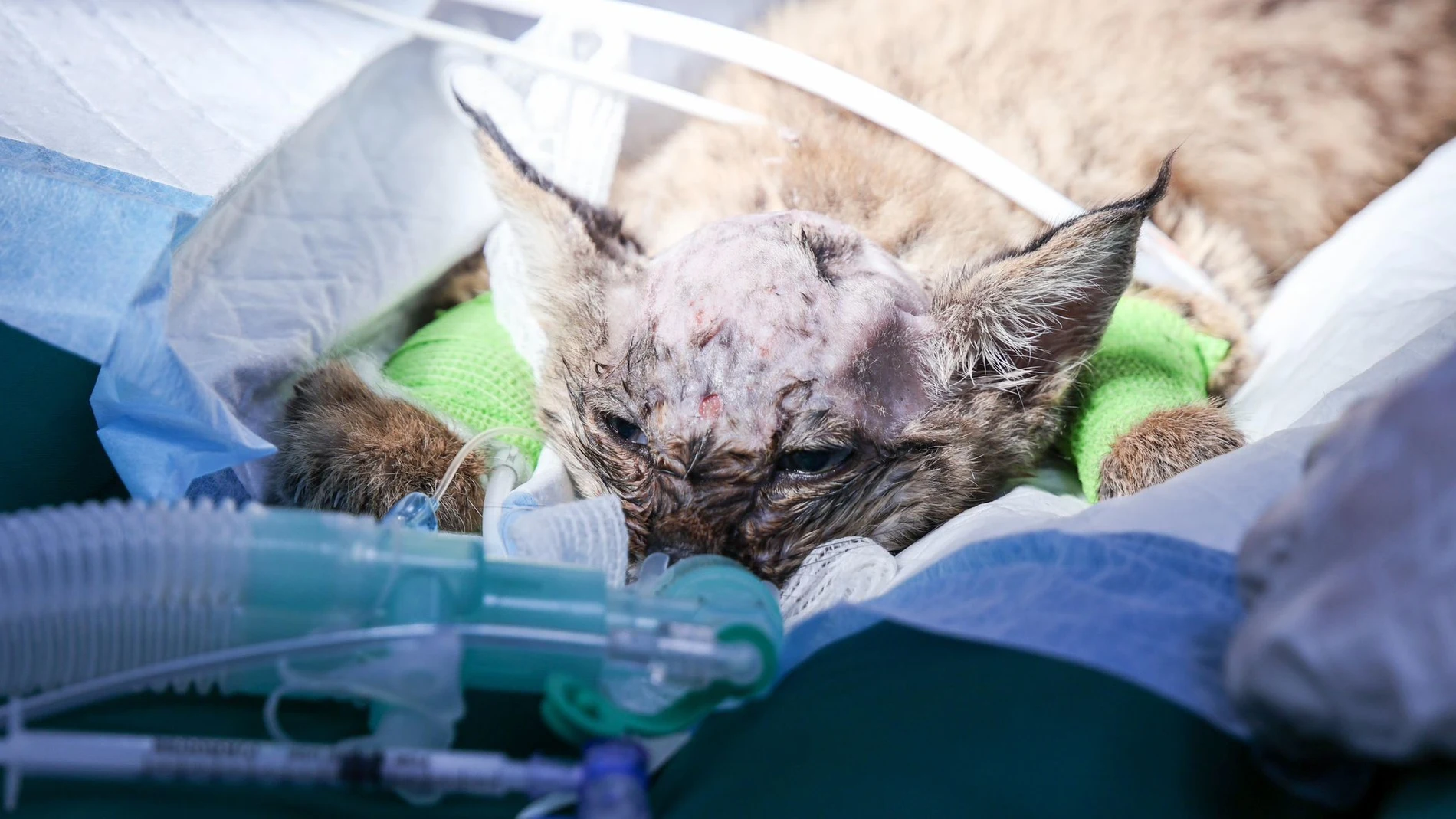El cachorro de lince durante la intervención quirúrgica para colocar la prótesis en el cráneo. PABLO ARENAS 21/05/2024