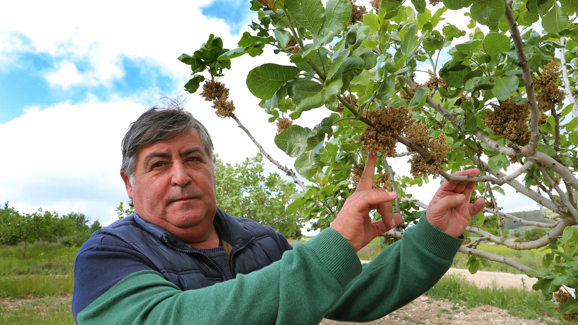 El agricultor Jesús María Moratinos, junto a un ejemplar de árbol macho, en una de sus plantaciones de pistachos en Población del Cerrato (Palencia)