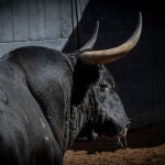 Estos son los serios toros de Montalvo y El Capea para la tarde de este domingo 26 de mayo en Las Ventas