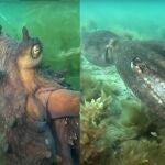 Un pulpo guía a una buceadora hasta un "tesoro" submarino