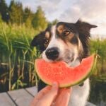 ¿Qué deben comer perros y gatos para mantenerse saludables?