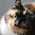 Así es cómo deberías comunicarte con tu gato, según un estudio