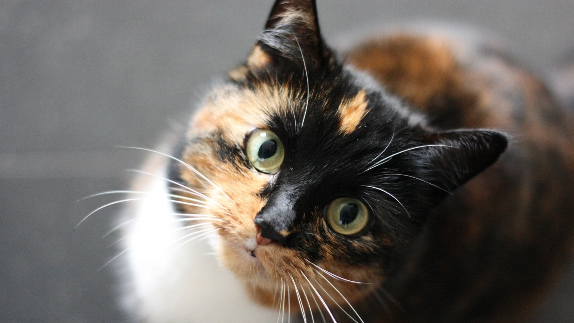 Así es cómo deberías comunicarte con tu gato, según un estudio