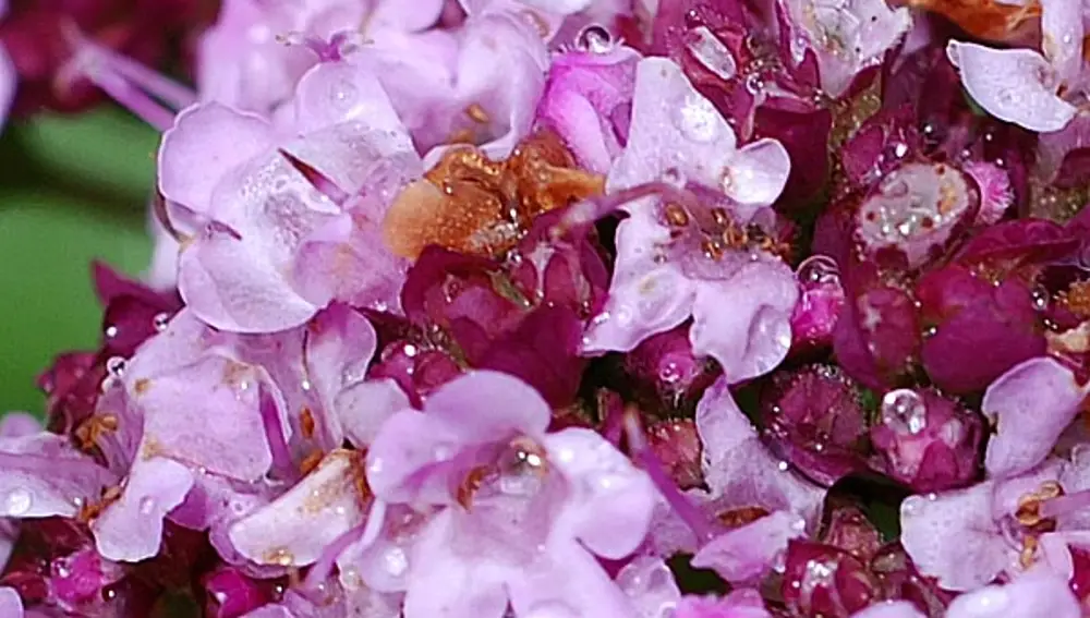 Flor del orégano