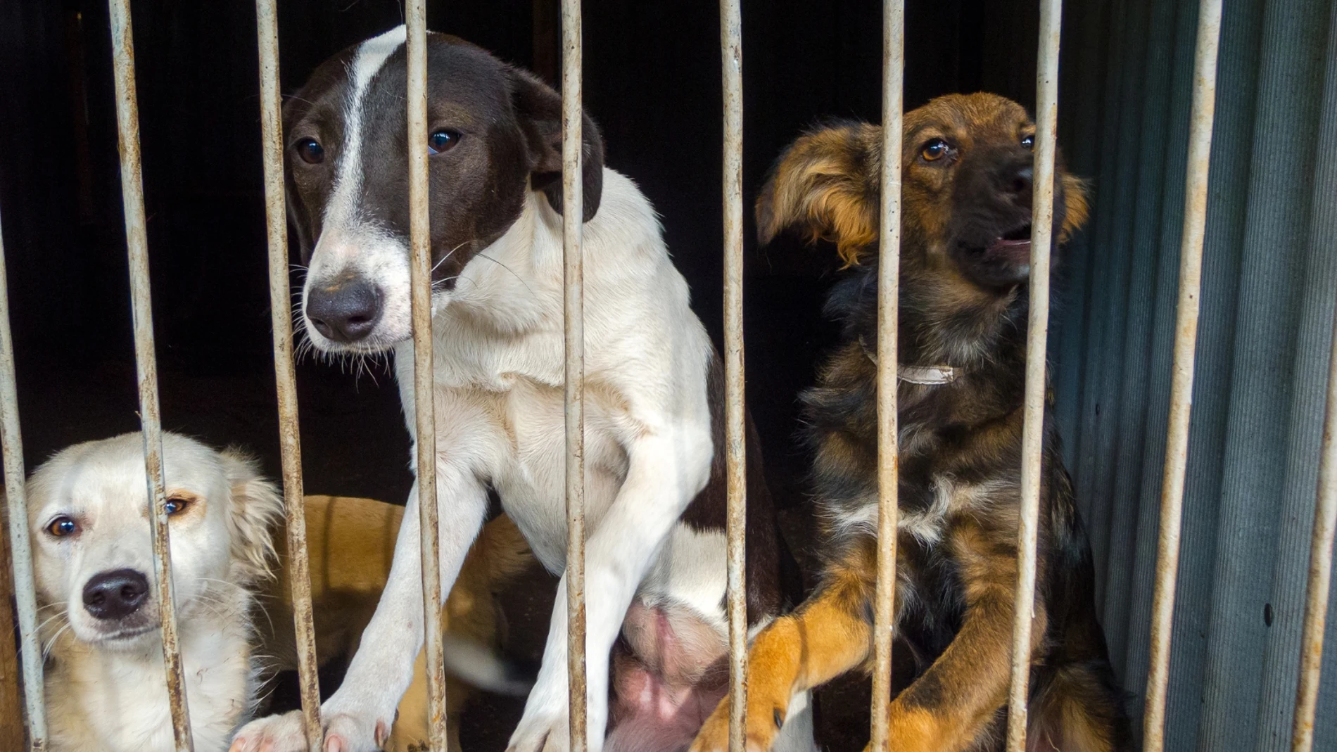 Controversia en Turquía por propuesta de ley para sacrificar perros callejeros