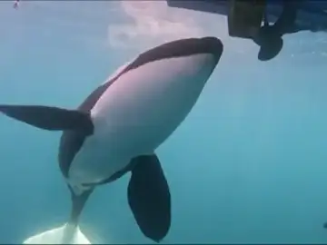 El juego de las orcas: perseguir y golpear barcos El juego de las orcas: perseguir y golpear barcos