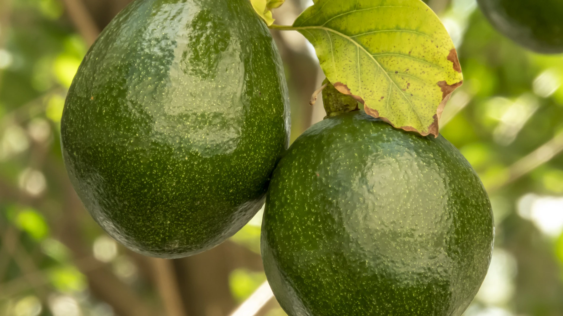 Algunas frutas son consideradas superalimentos por la gran cantidad de nutrientes y beneficios para la salud y sus propiedades que nos invitan a una vida saludable
