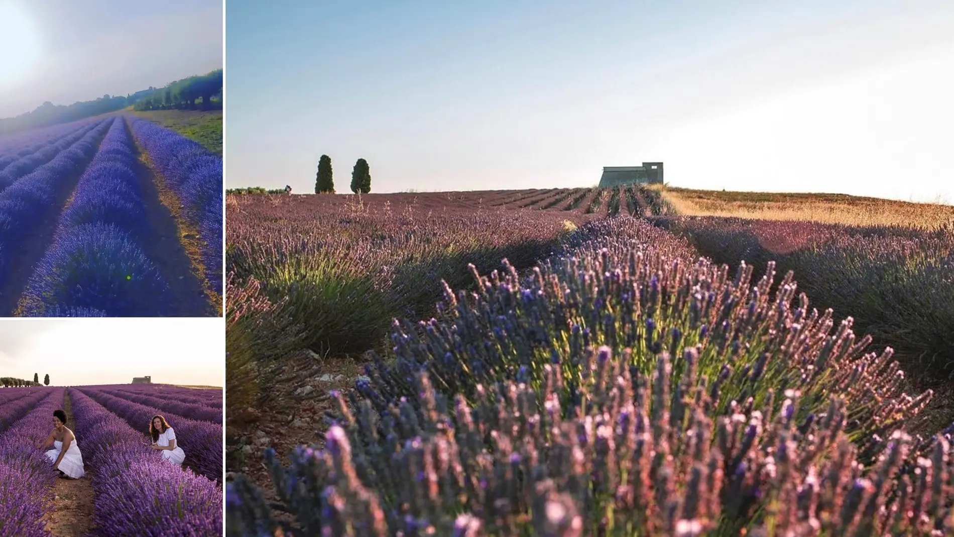 Así será el primer festival de la lavanda en la Alcarria de Madrid