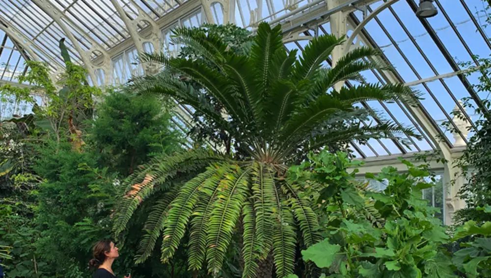 El E. Woodii en los Jardines Kew es un retoño de la única planta de este espécimen que se ha encontrado en la naturaleza. Fue enviada a Kew en 1899