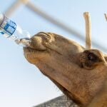 La OCU dicta sentencia: este es el mejor agua embotellada del supermercado