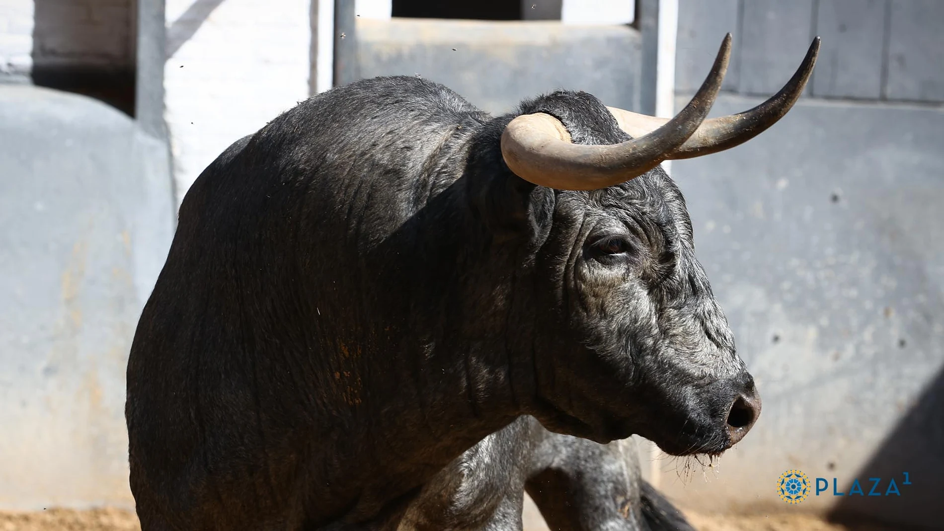 Estos son los temibles toros de José Escolar para la corrida de este martes 4 de junio en Las Ventas