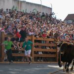 "Comediante", toro enmaromado de Benavente, completó el recorrido de una tradición de más de 500 años