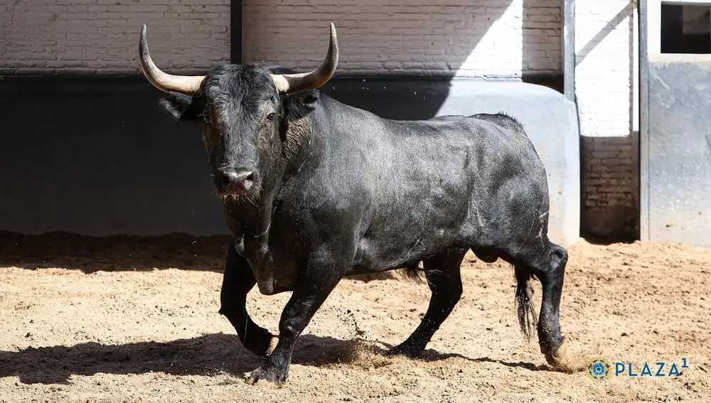 2º, "Baratillo", nº 28
