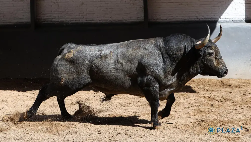3º, "Sombrerillo", nº 34